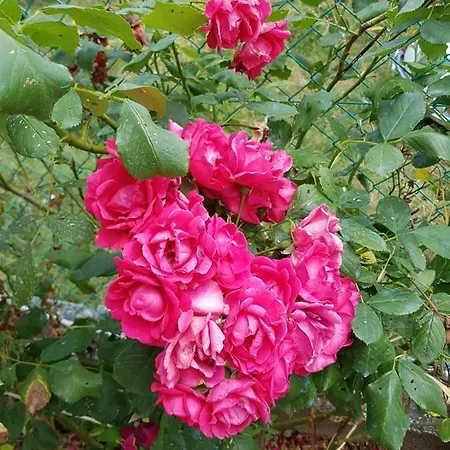 Dolce Casa Panicarola