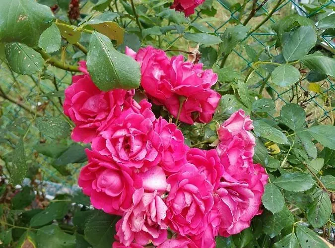 Dolce Casa Panicarola